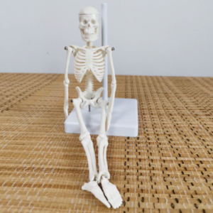 Teaching 21Cm Full Body Model Of Human Bone Spine
