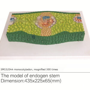 Monocot Magnified 300x Teaching Model