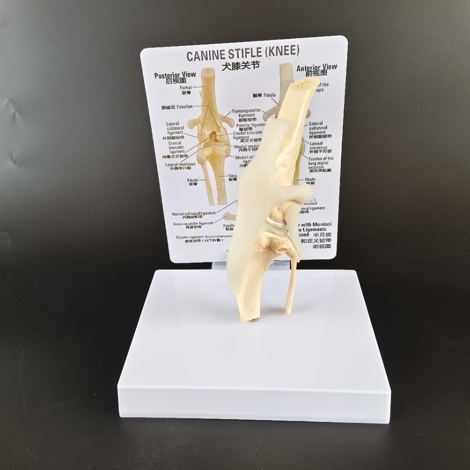 Simulation PVC Material Canine Skeleton Knee Joint Ligament Model