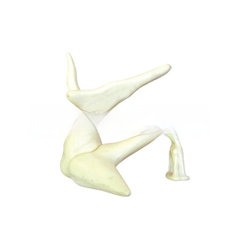 Ossicular Chain Sensory System Amplification Anatomical Teaching Model